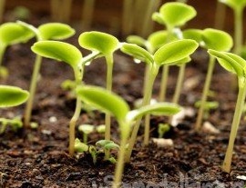 Препоръки за отглеждане на разсад от краставици